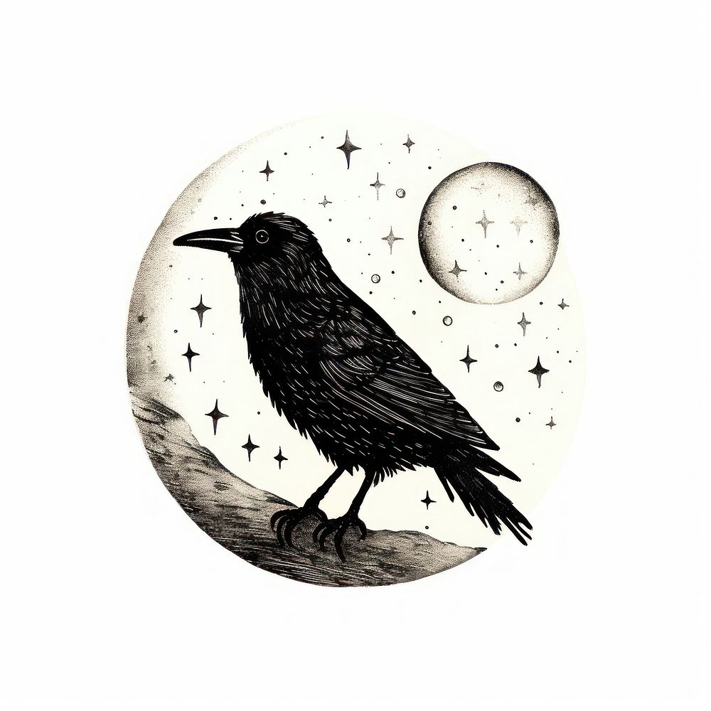 Crow blackbird drawing animal.