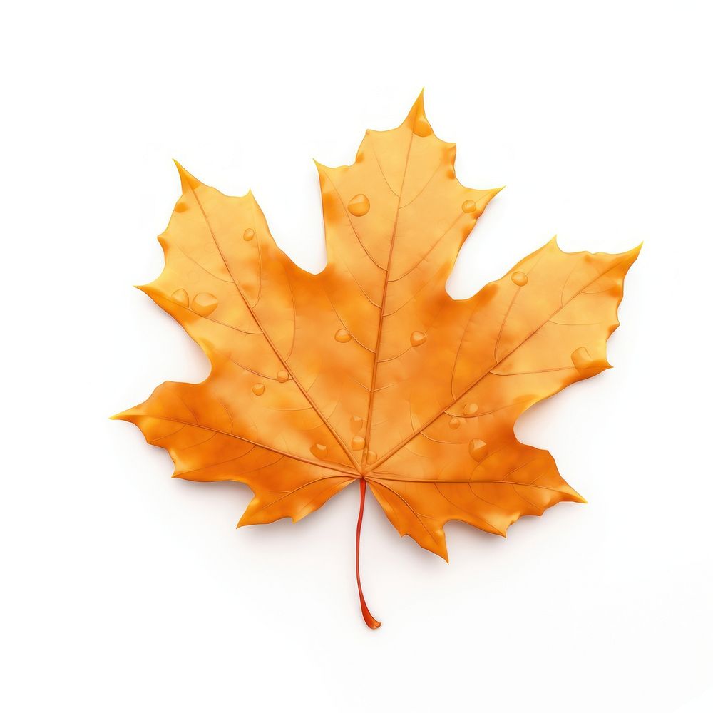 A floating maple leaf plant tree white background.
