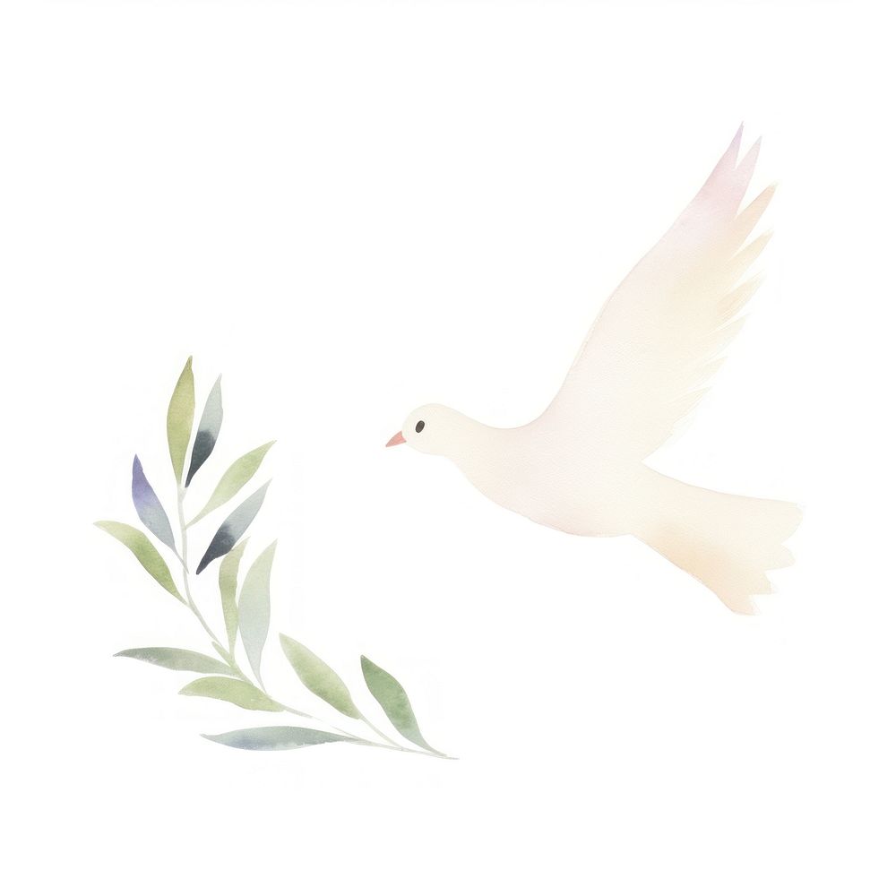 Peace dove with olive branch white bird white background.