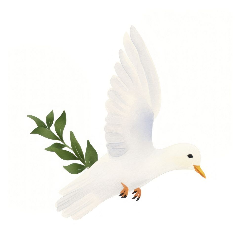 Animal white bird dove.