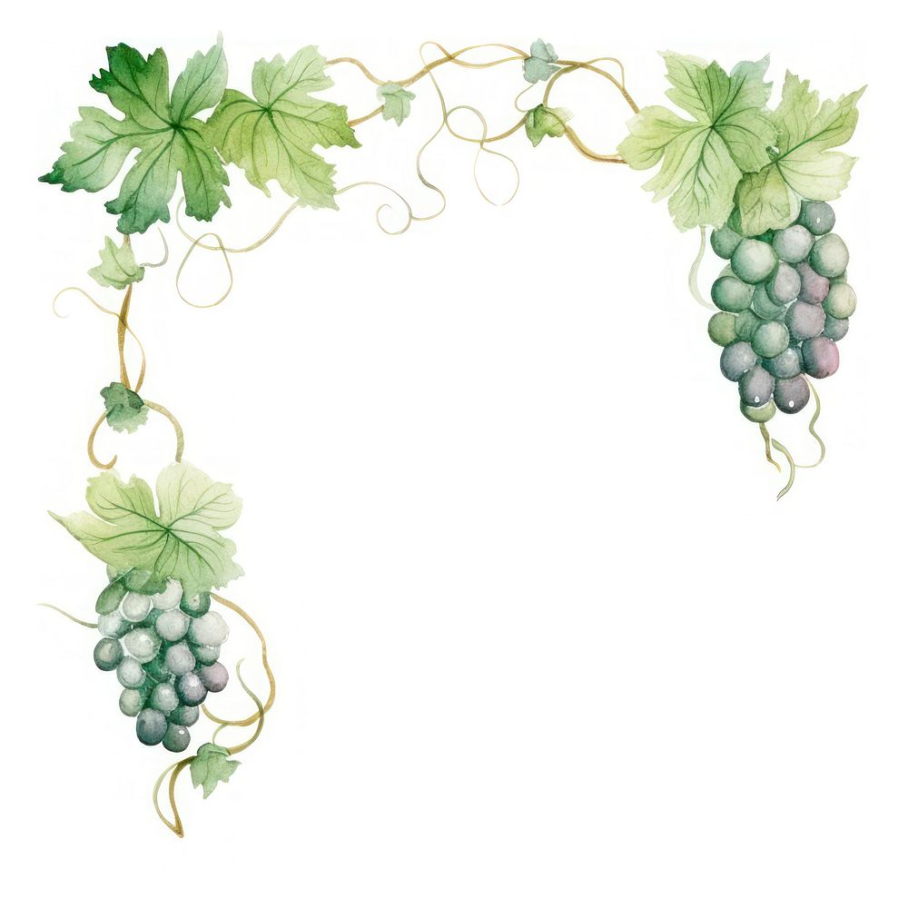 Grape vines frame watercolor grapes plant food.