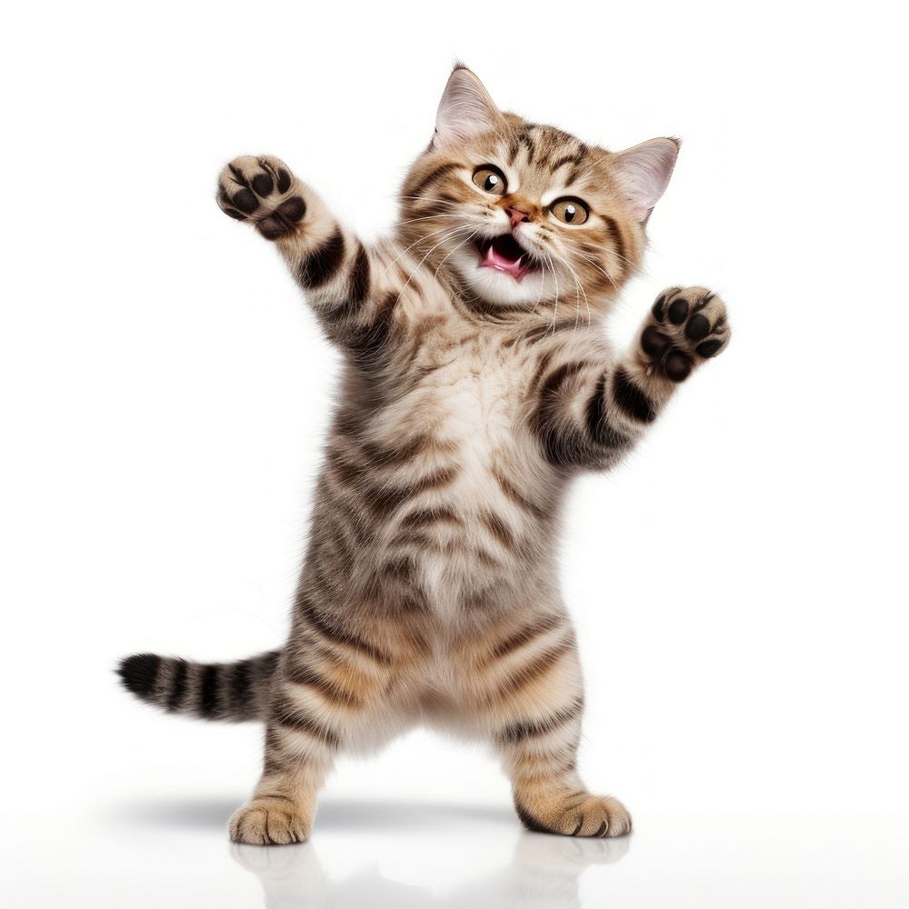 Happy smiling dancing cat mammal animal kitten.