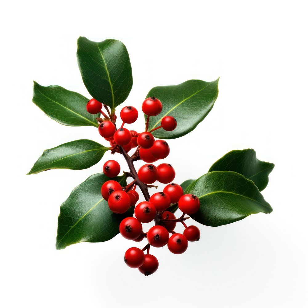 Photography of dahoon holly cherry plant fruit.