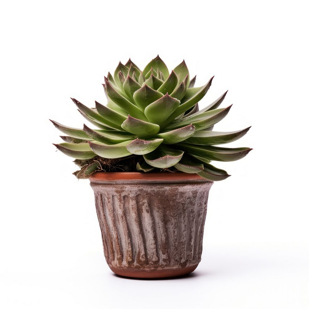 Photography of houseleek in pot plant aloe houseplant terracotta.