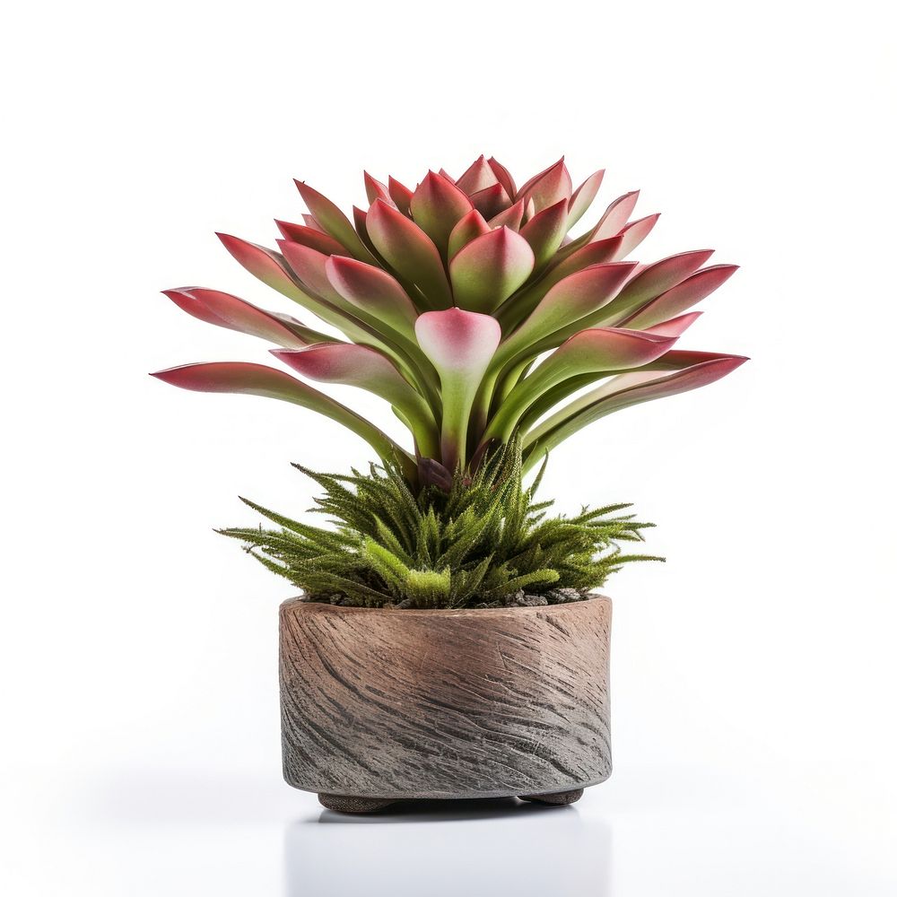 Photography of houseleek in pot plant flower vase inflorescence.