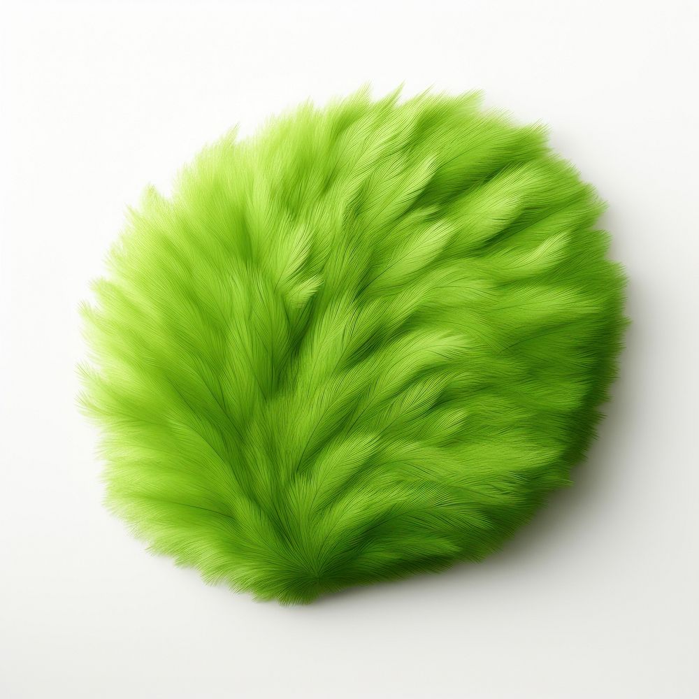 Leaf fur green white background softness.