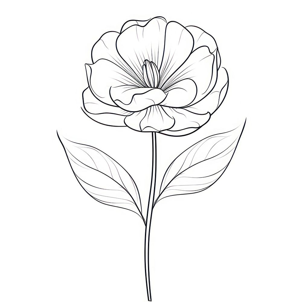 Flower sketch drawing plant.