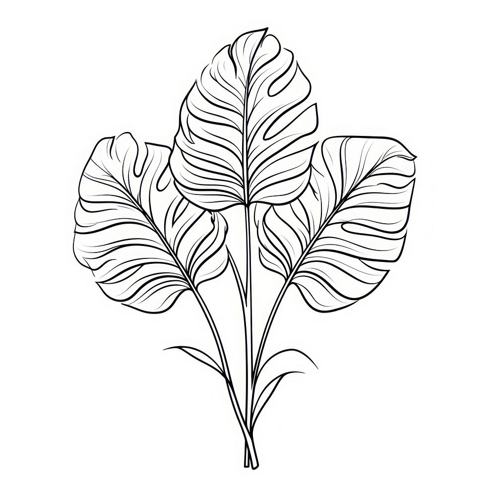 Monstera sketch drawing plant.