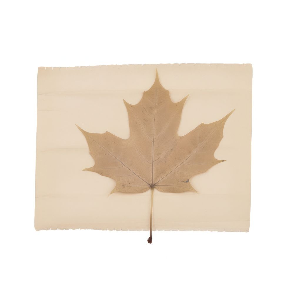 Maple leaf plant white background patriotism.