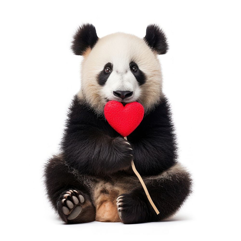 Panda holding heart animal mammal bear.