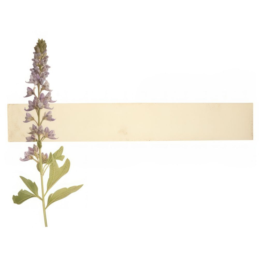 Lupine flower ephemera lavender plant herbs.