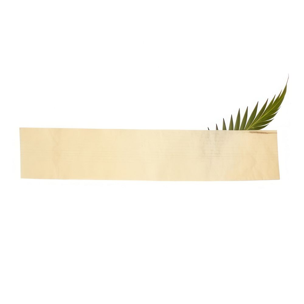 Palm leaf ephemera plant white background rectangle.