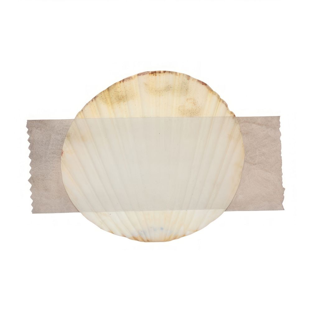 Seashell ephemera white background invertebrate chandelier.