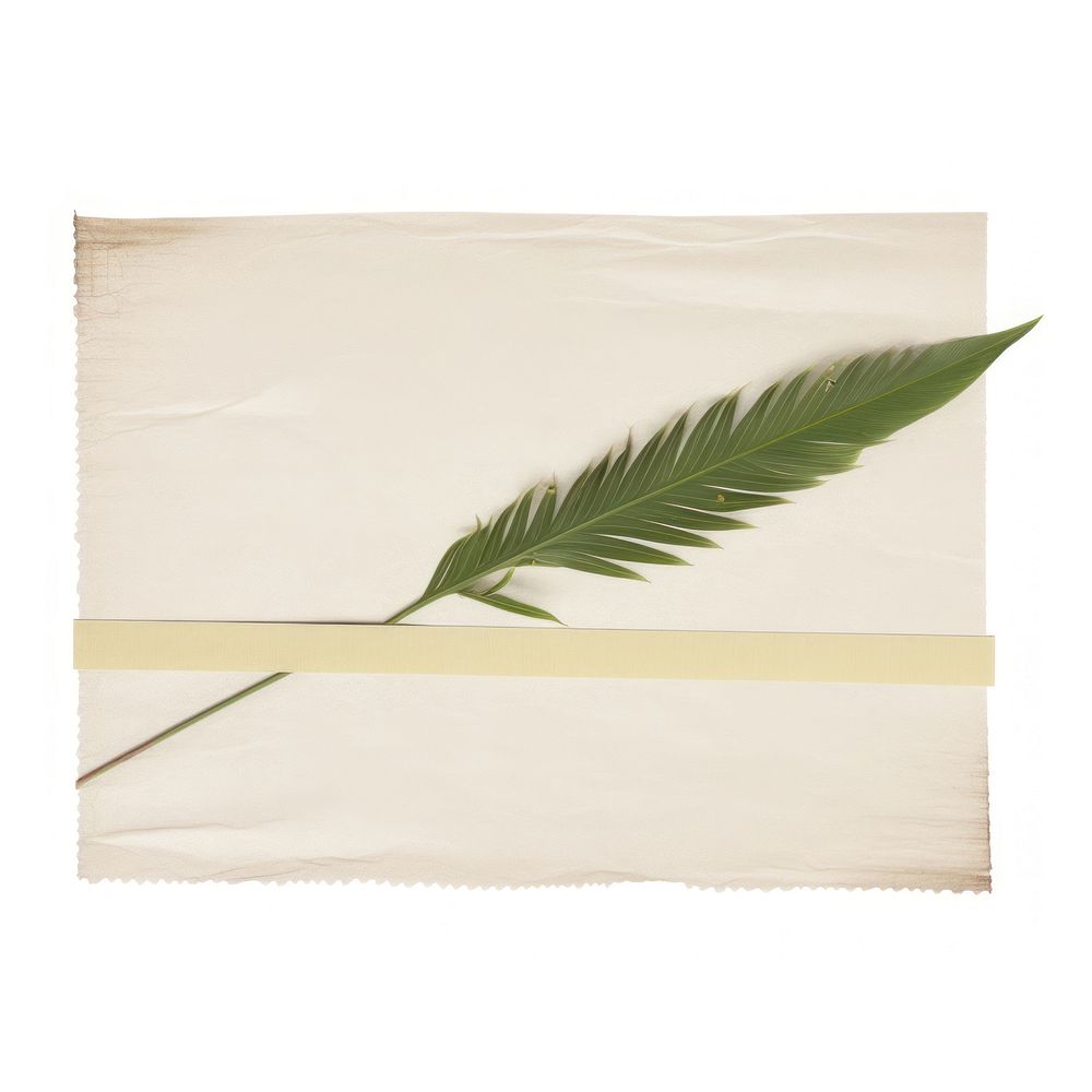 Palm leaf ephemera plant paper white background.