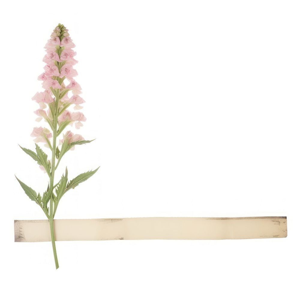 Foxgloves flower ephemera blossom plant white background.