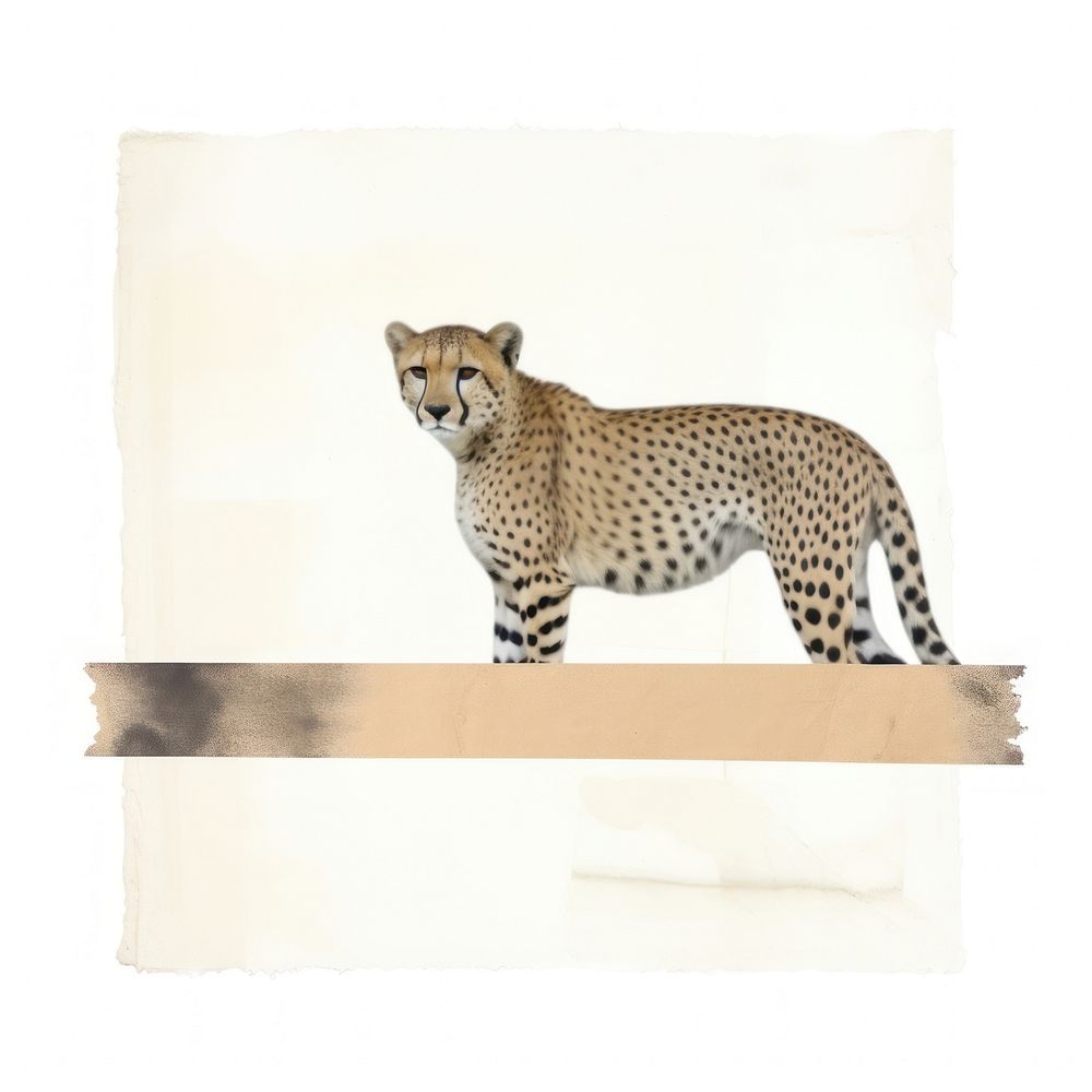 Panther ephemera wildlife cheetah animal.