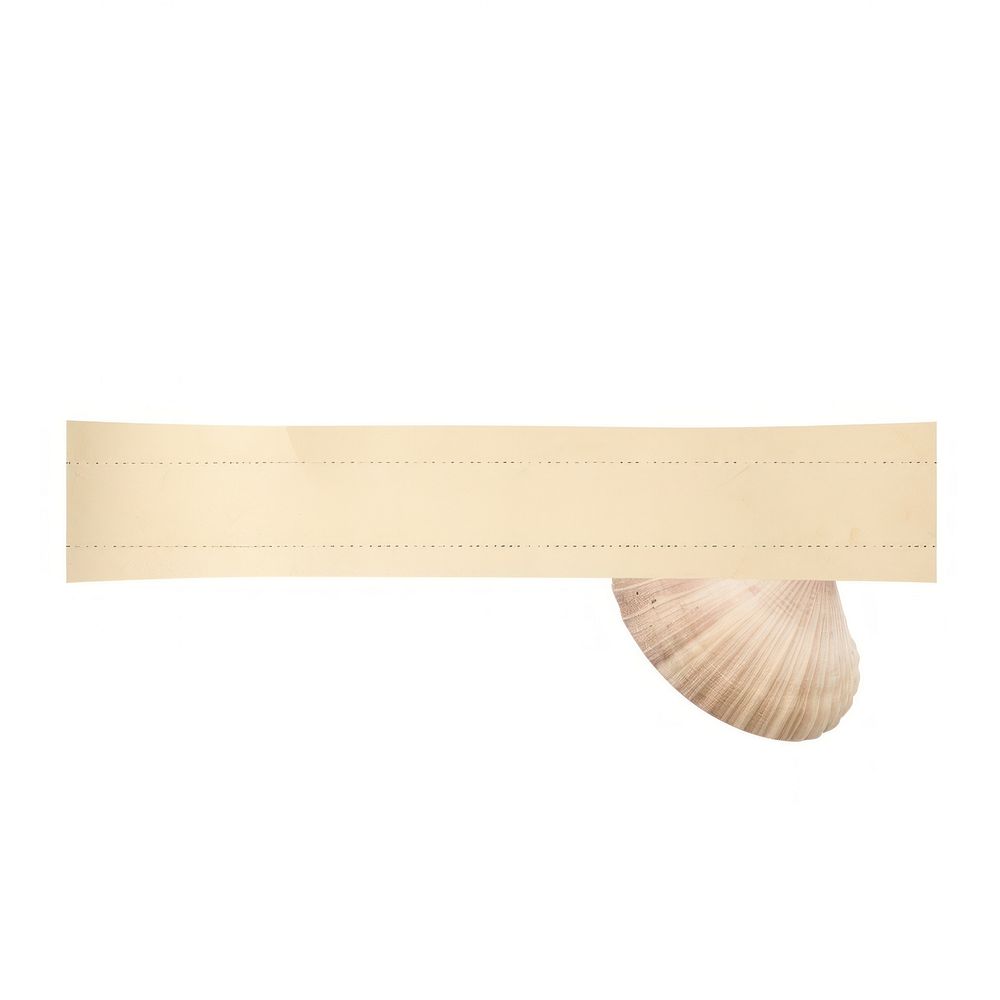 Seashell ephemera white background invertebrate accessories.