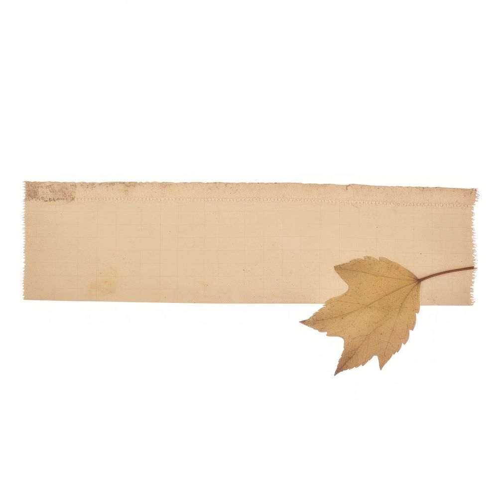 Maple ephemera plant paper leaf.