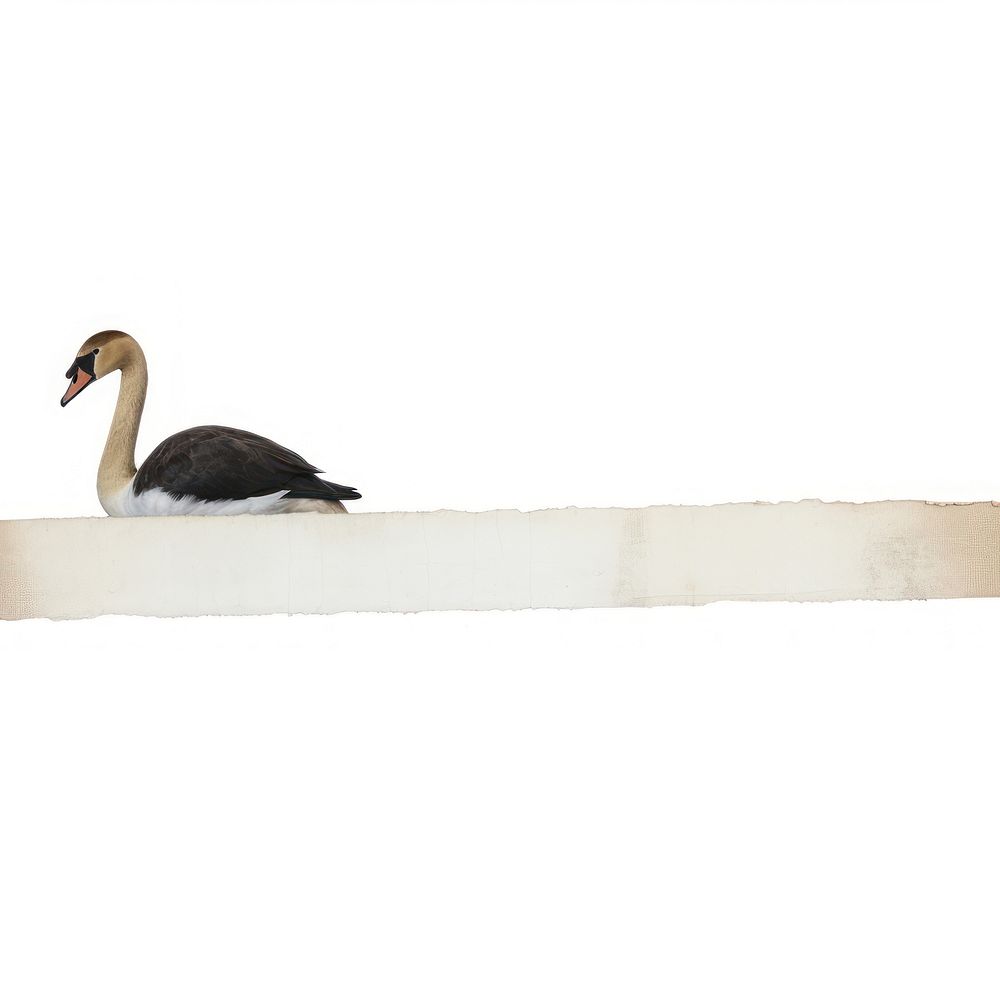 Black swan ephemera animal bird beak.