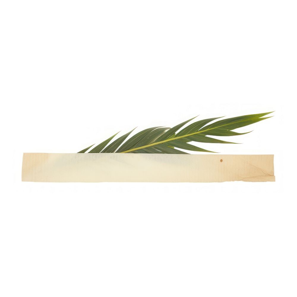 Palm leaf ephemera plant white background accessories.