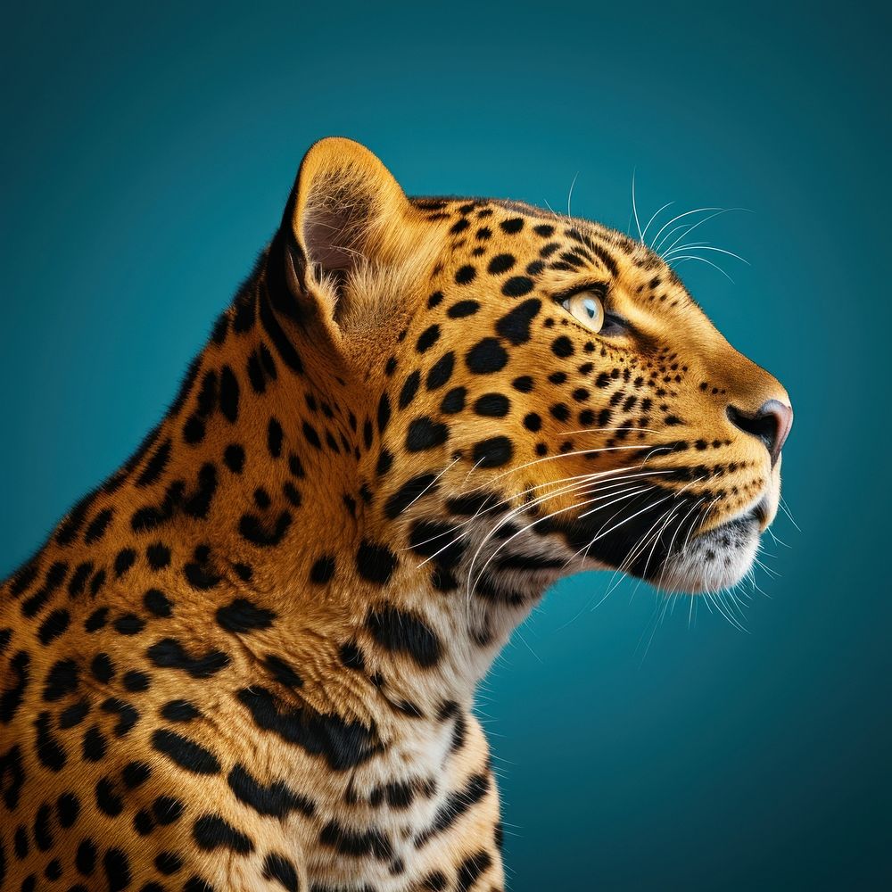 Leopard side portrait profile wildlife animal mammal.