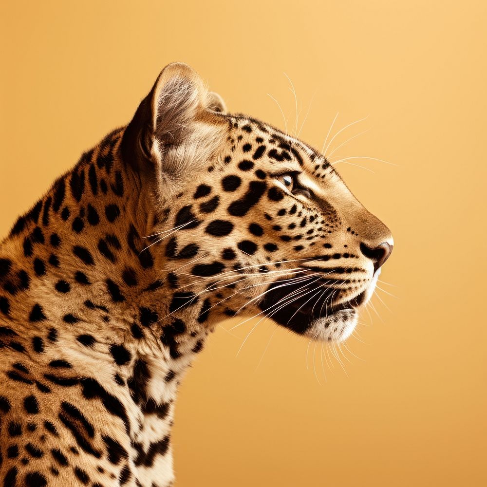 Leopard side portrait profile wildlife cheetah animal.