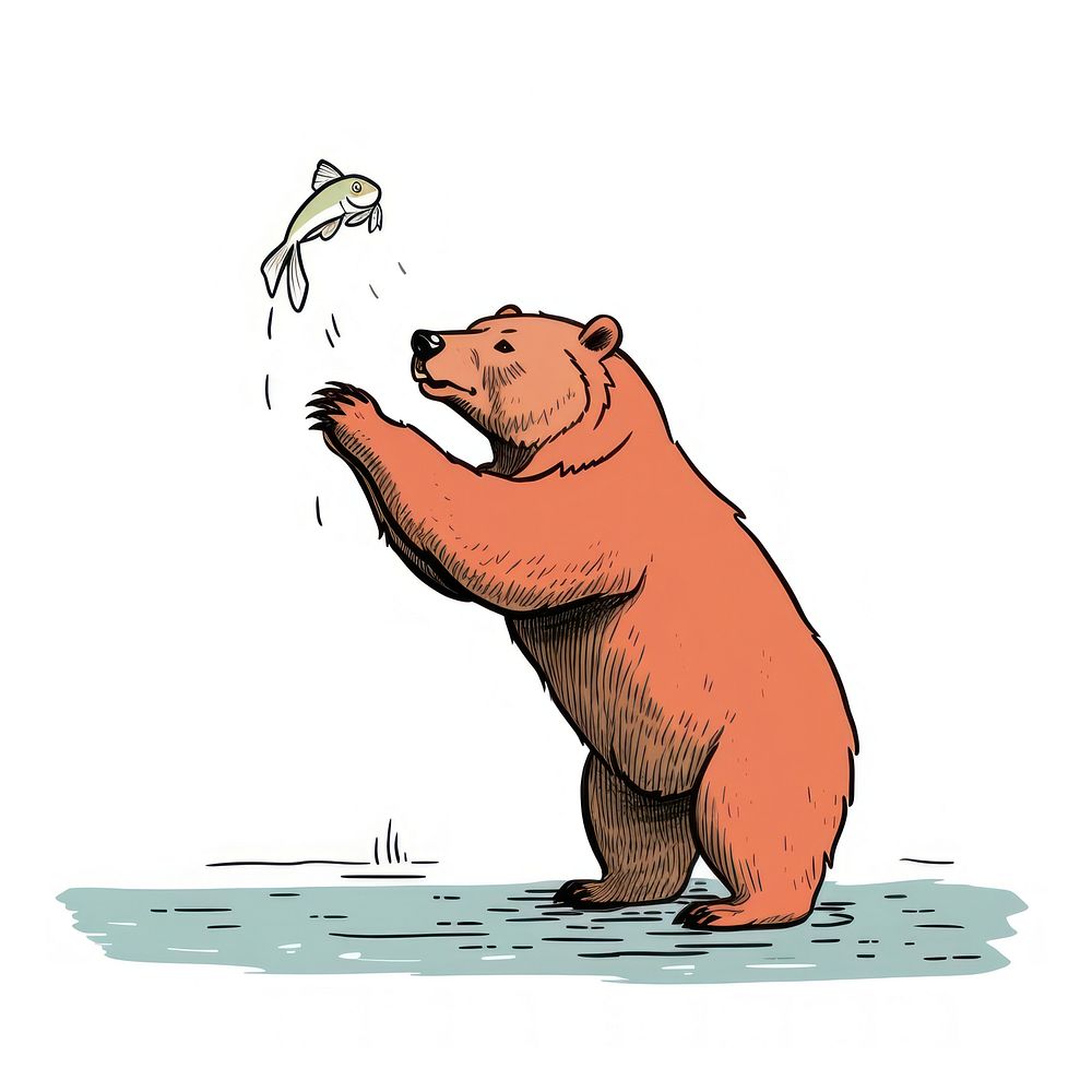 Bear catching fish wildlife drawing cartoon.