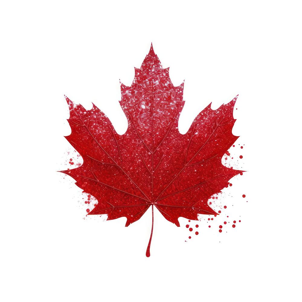 Red maple leaf icon plant tree white background.