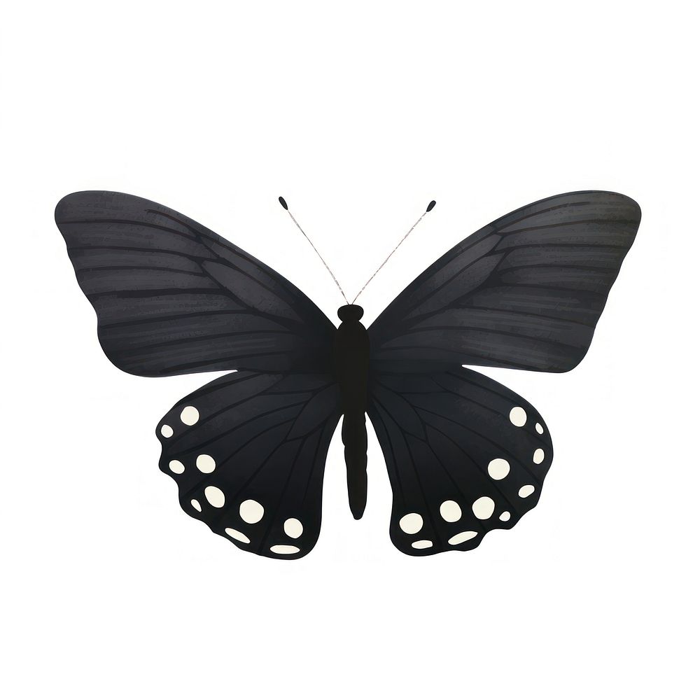 Butterfly animal insect black.