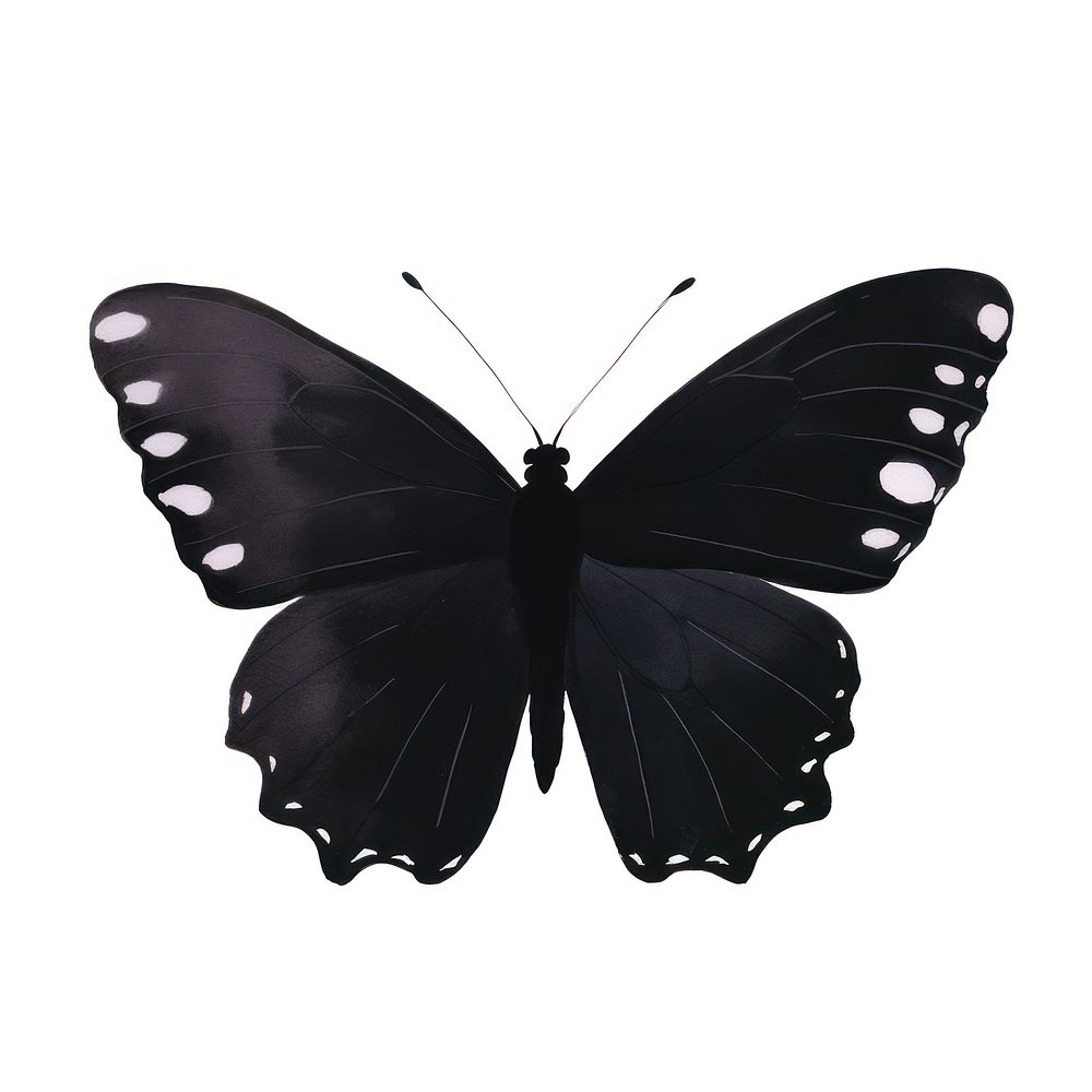 Butterfly insect animal black.