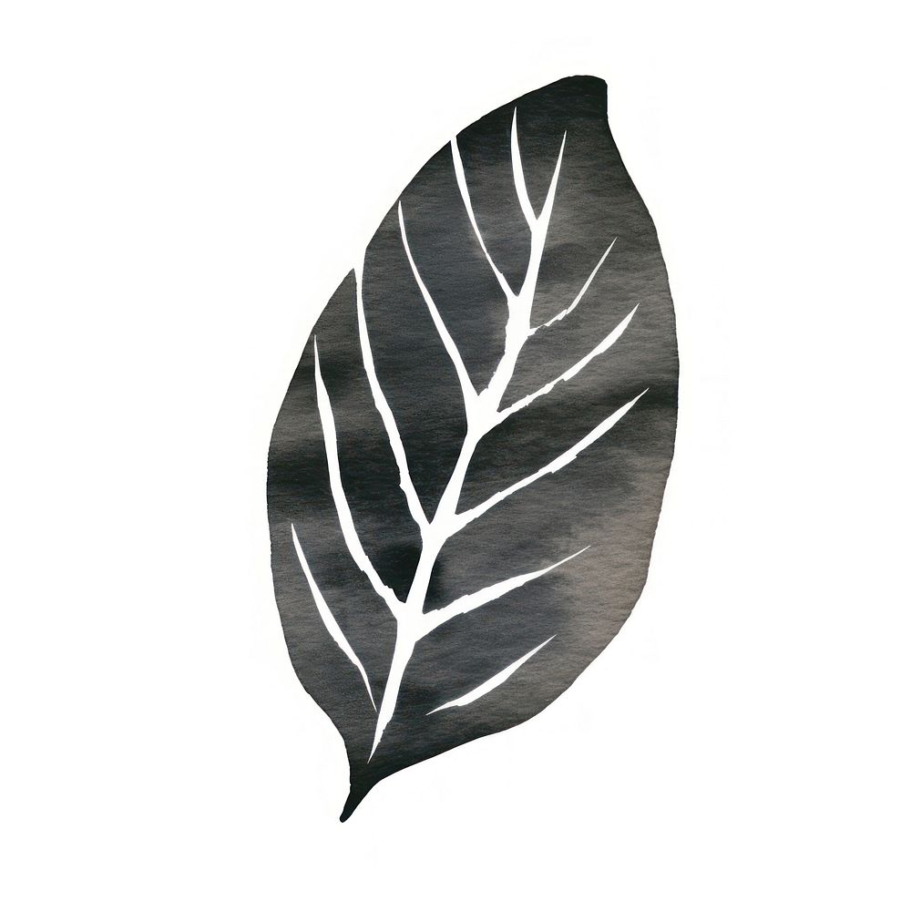 Leaf plant white background pattern.
