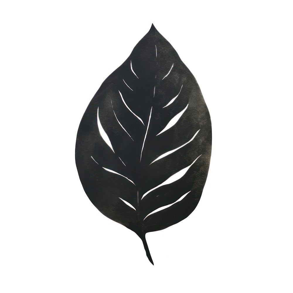 Leaf plant black white background.