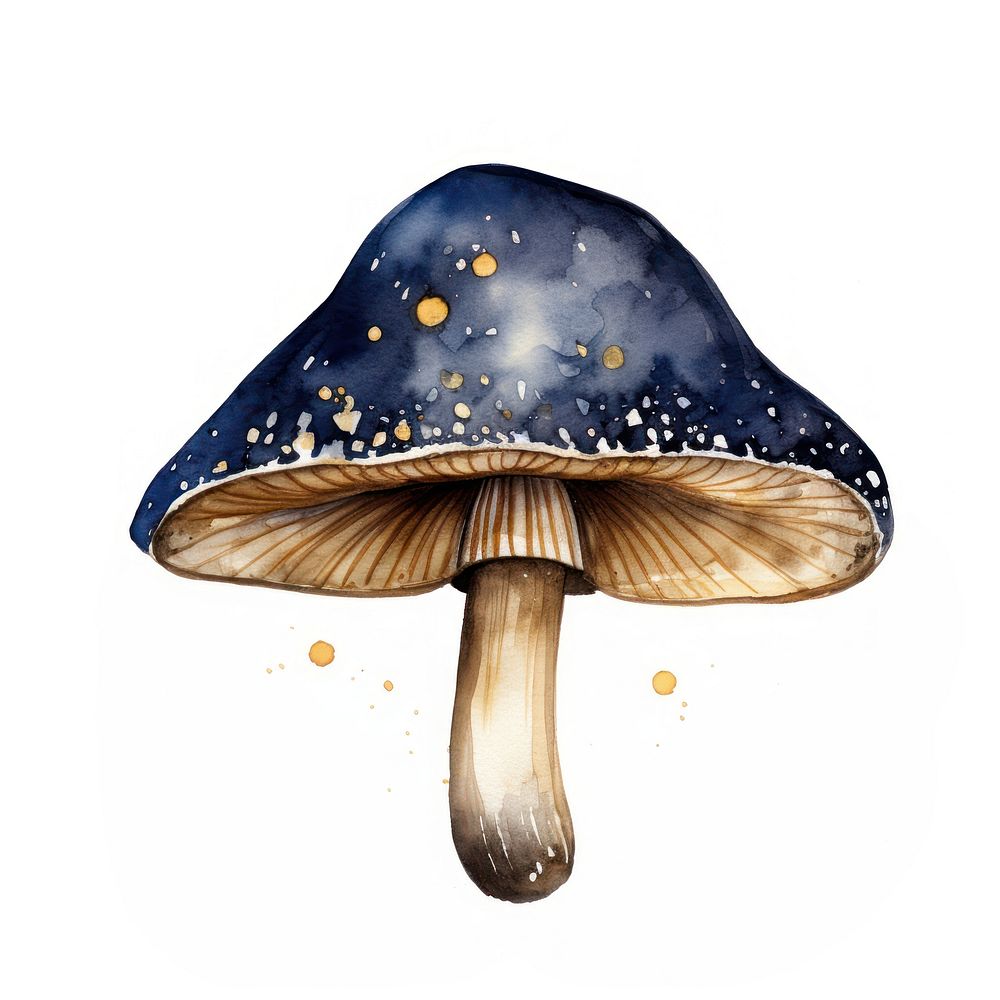 Indigo mushroom fungus agaric white background.