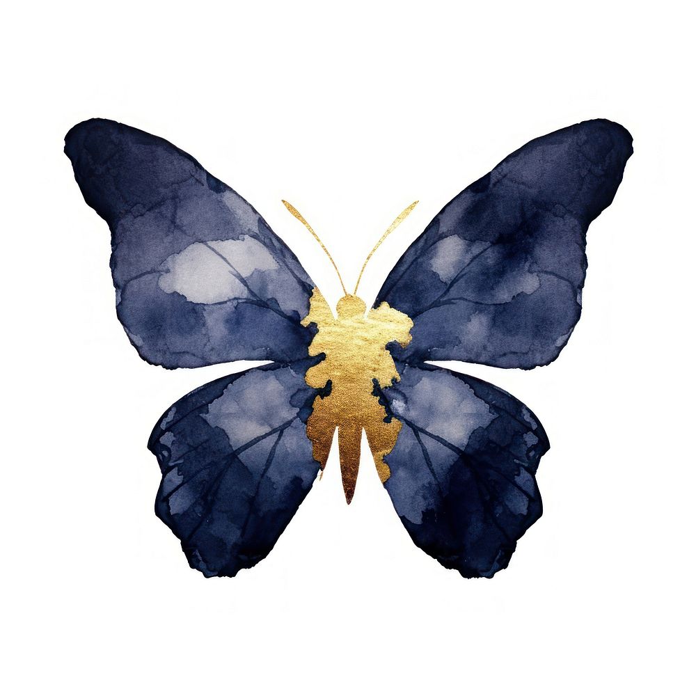 Indigo butterfly insect animal white background.