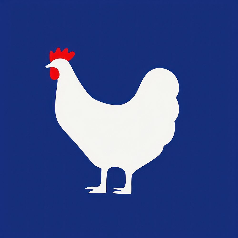 Illustration of chicken poultry animal bird.