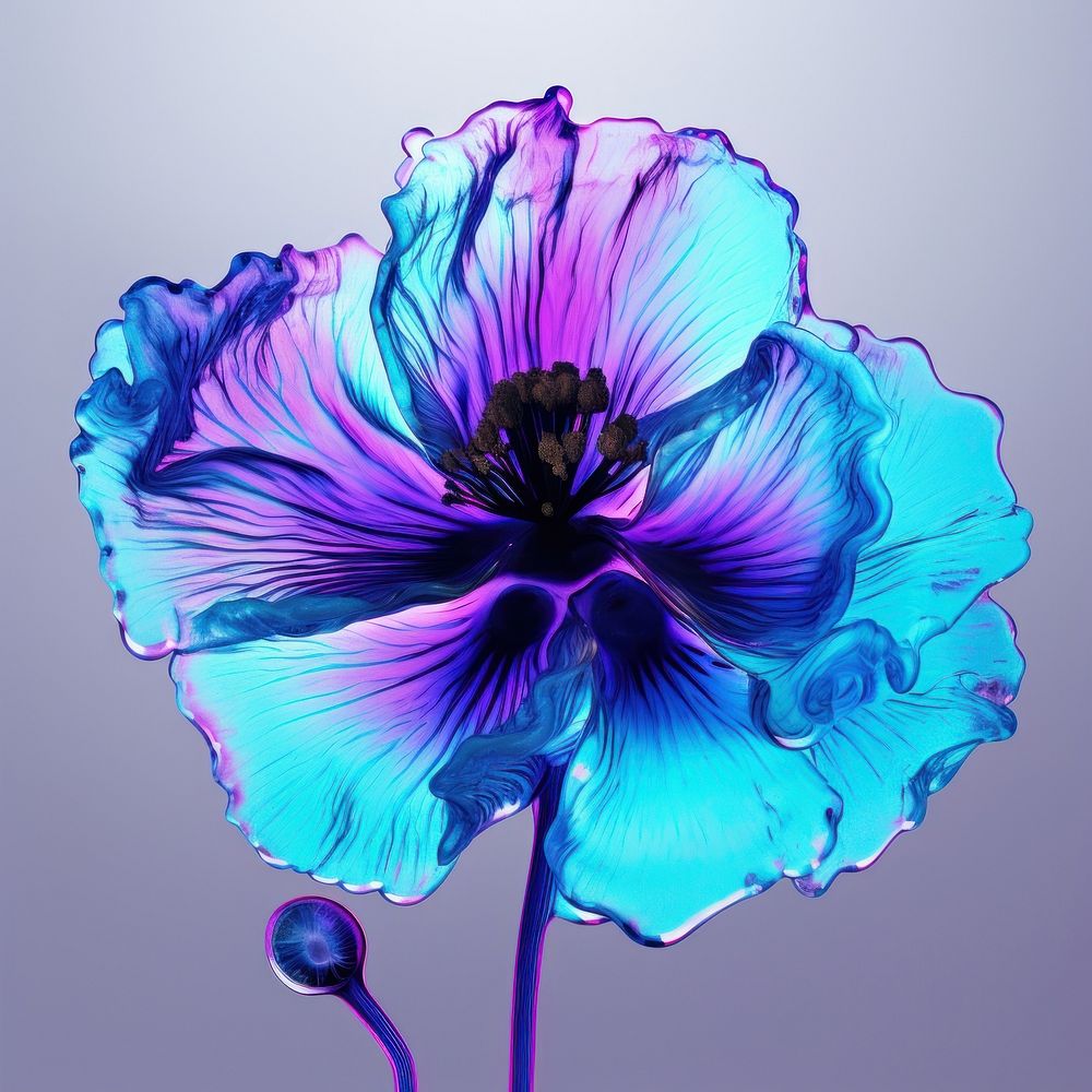 Poppy flower purple violet.