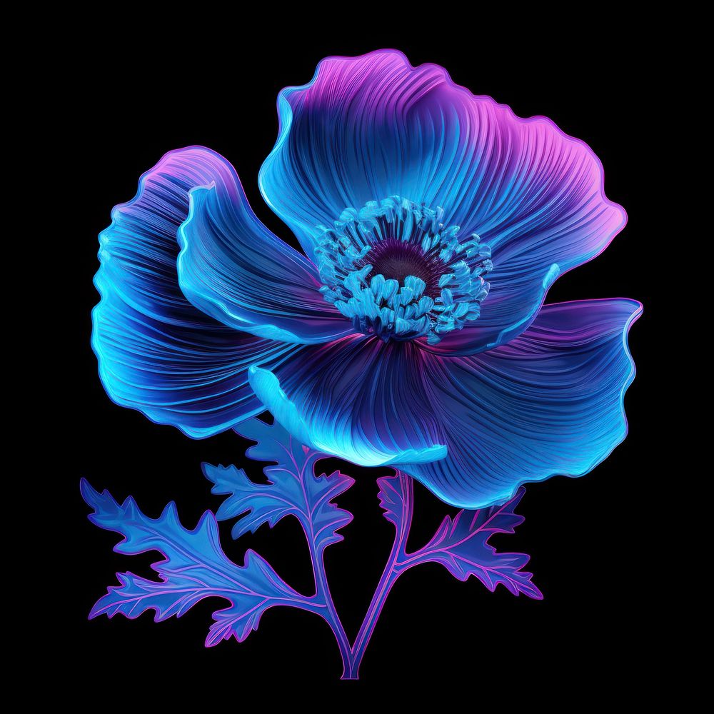 Poppy flower purple plant.