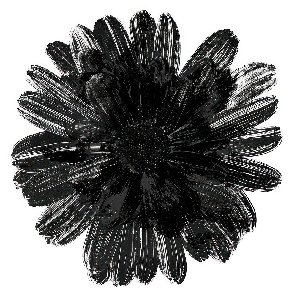 Flower black monochrome petal plant.