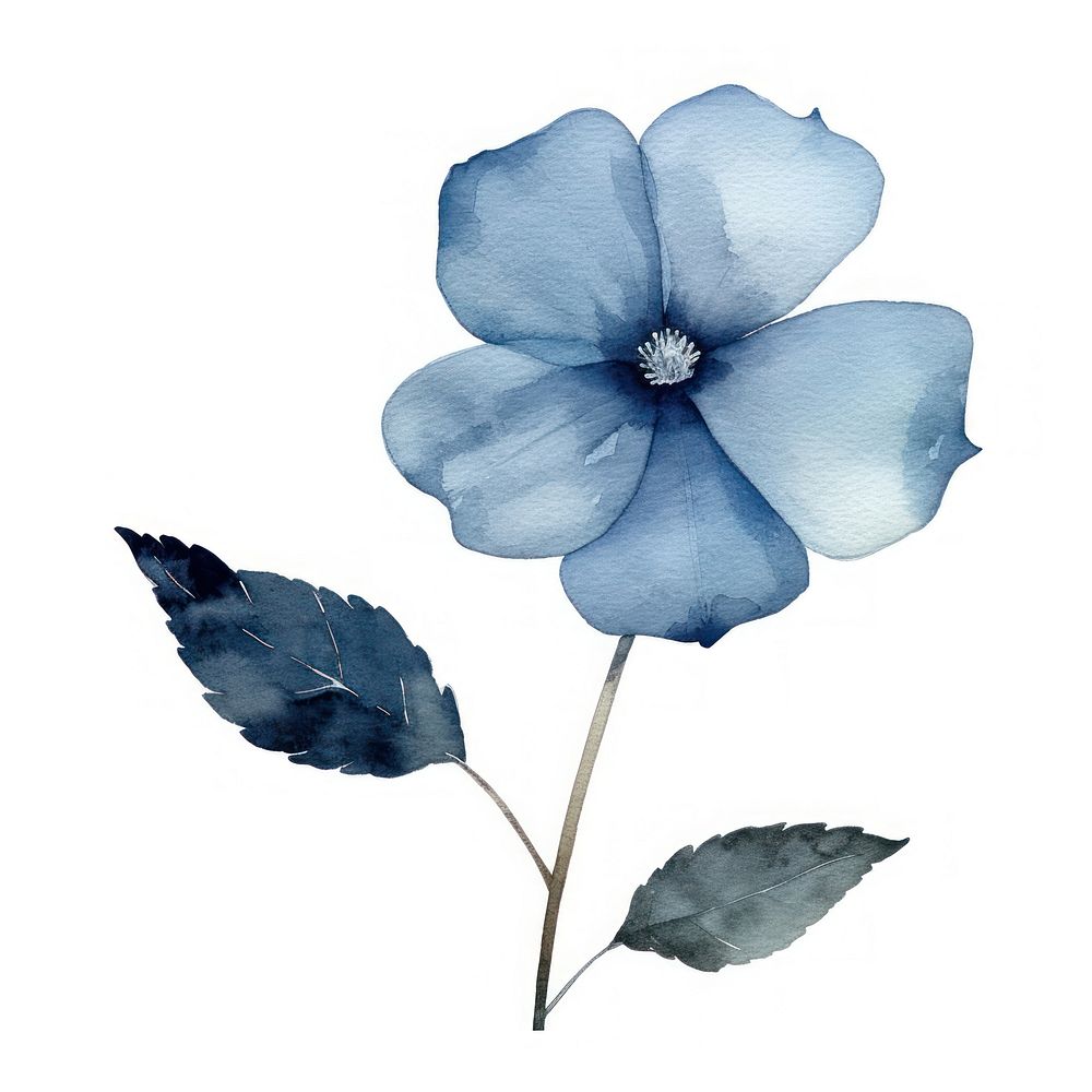 Blue flower petal plant leaf.