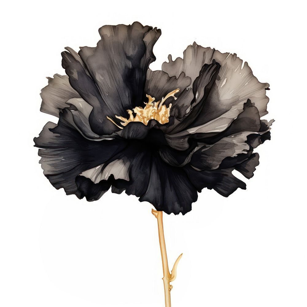 Black color carnation flower petal plant.