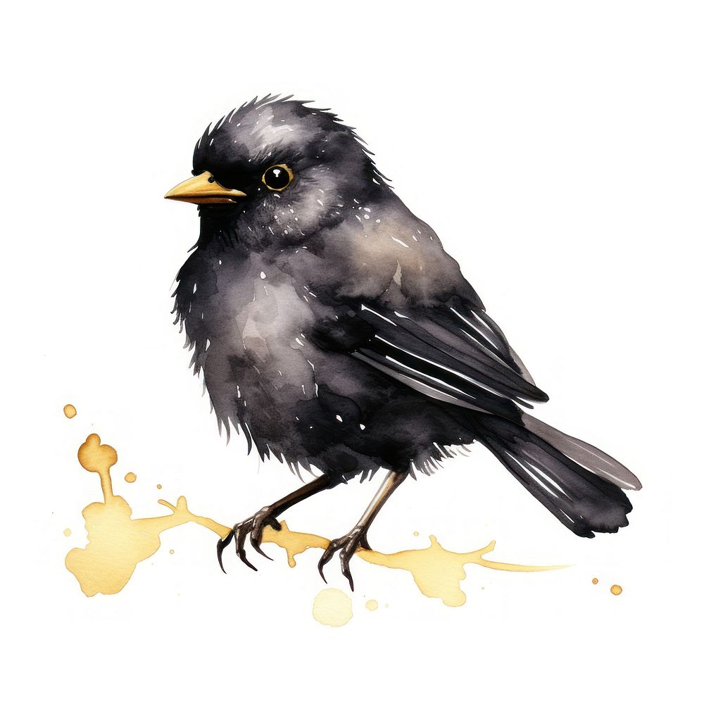 Black color cute bird blackbird | Premium Photo Illustration - rawpixel