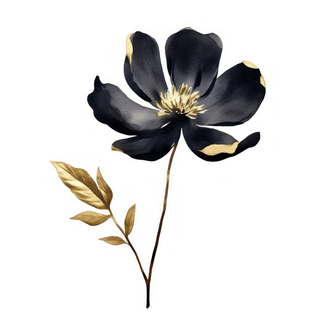 Black color flower blooom blossom petal plant.