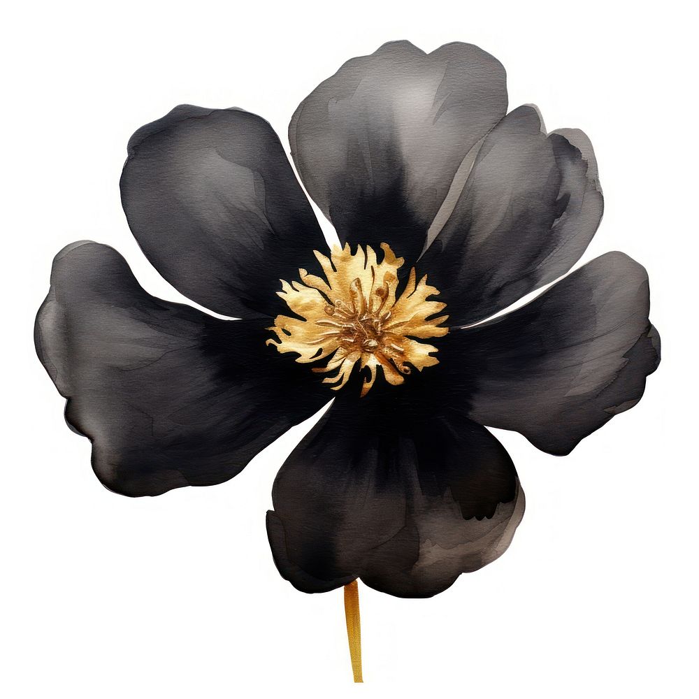 Black color flower blooom petal plant white background.