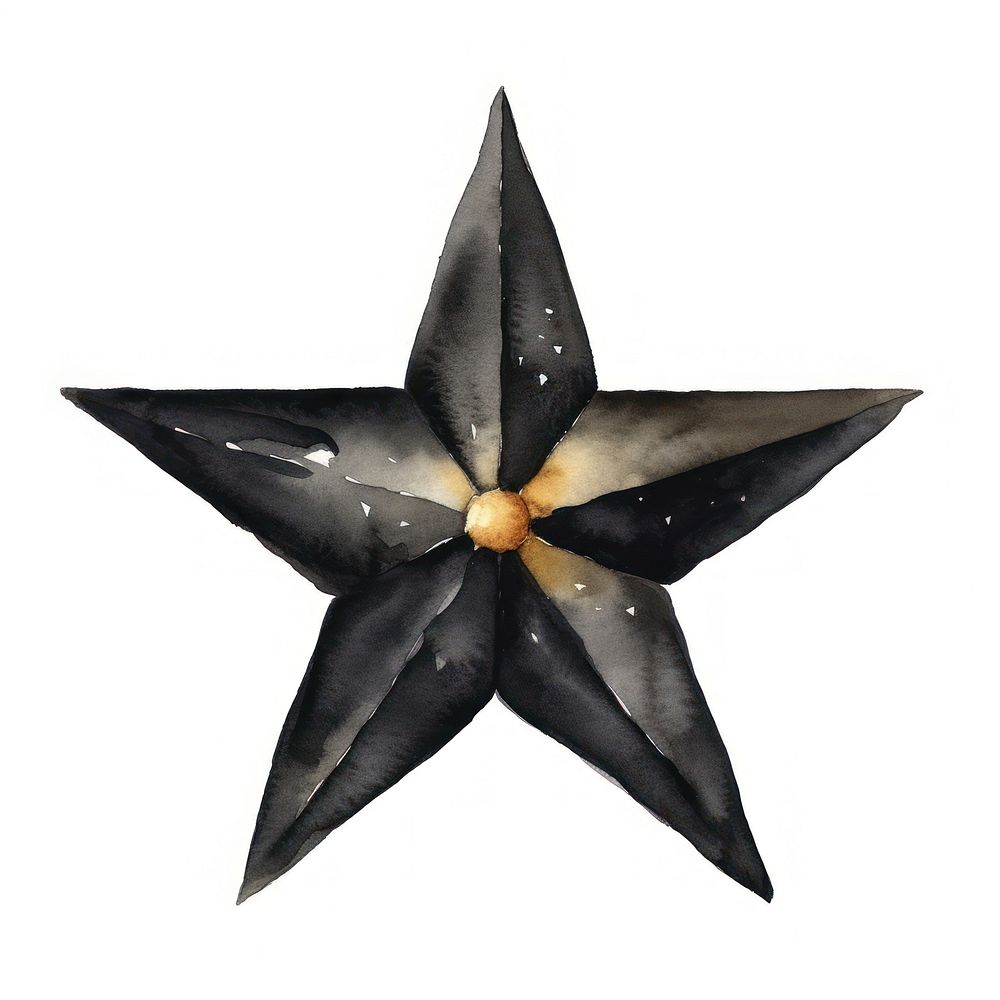 Black color star white background echinoderm starfish.