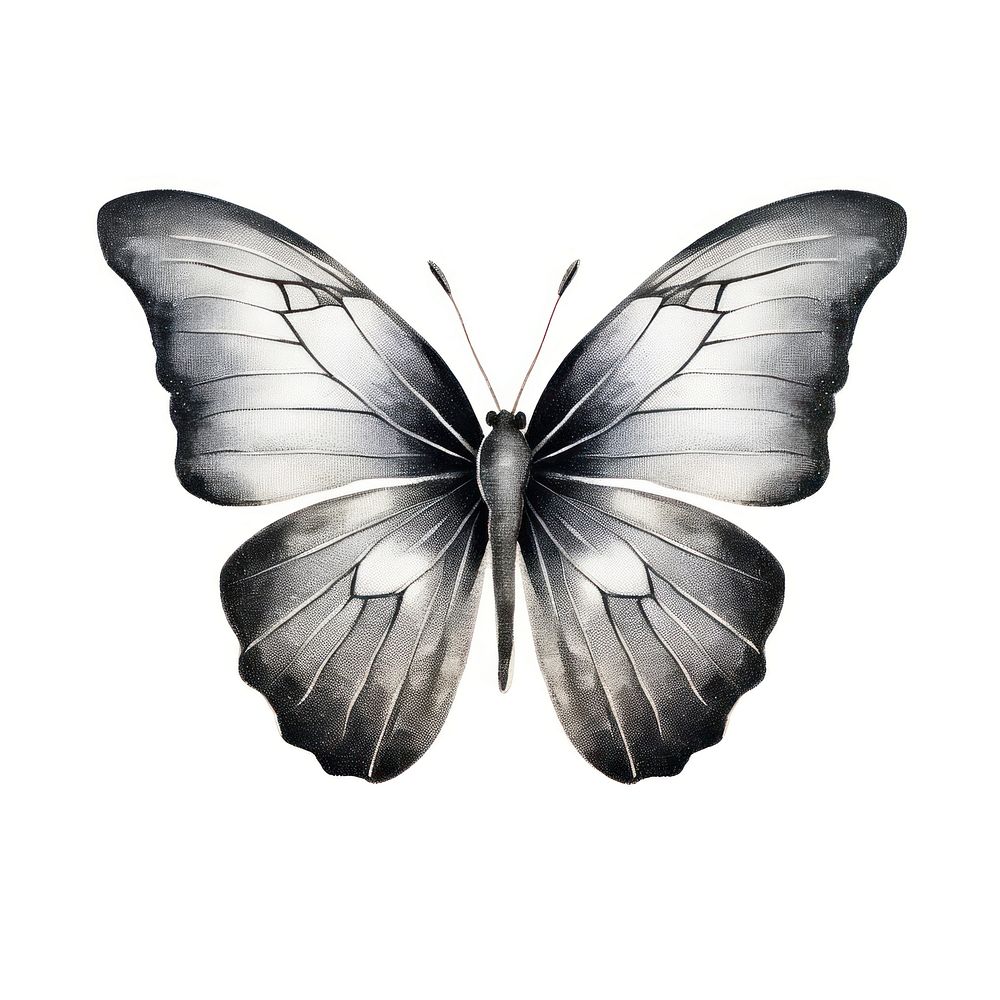 Silver butterfly animal insect sketch.
