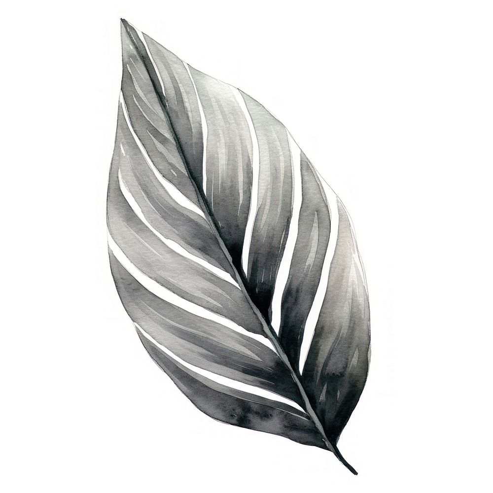 Silver leaf drawing sketch plant.