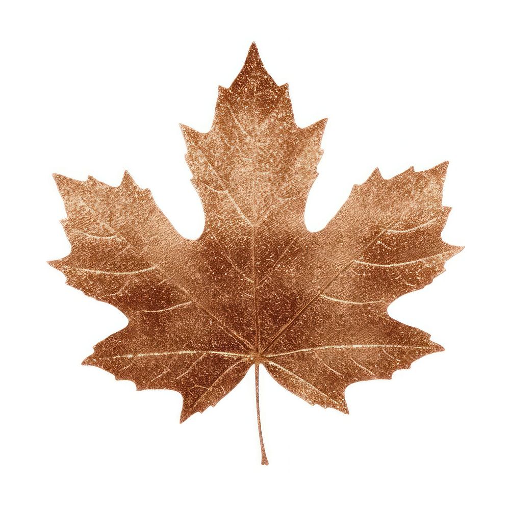 Brown maple leaf icon plant tree white background.
