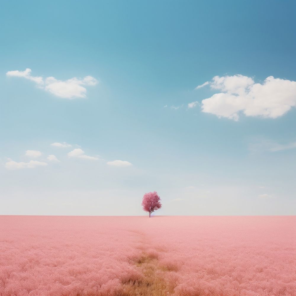 Photo of pink field landscape outdoors horizon.