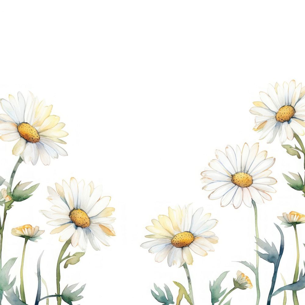 Daisy border backgrounds pattern flower.
