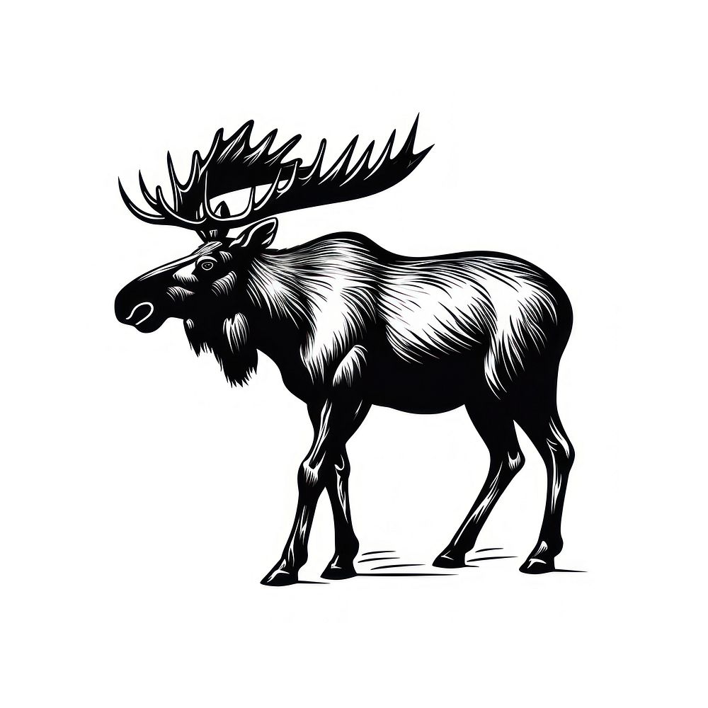 Moose wildlife animal mammal.